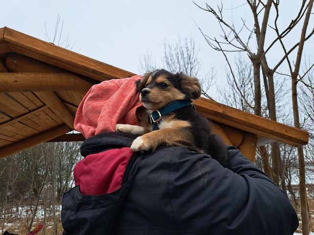 fellengel_little_rocky_6