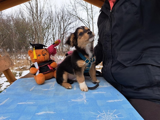 fellengel_little_rocky_7