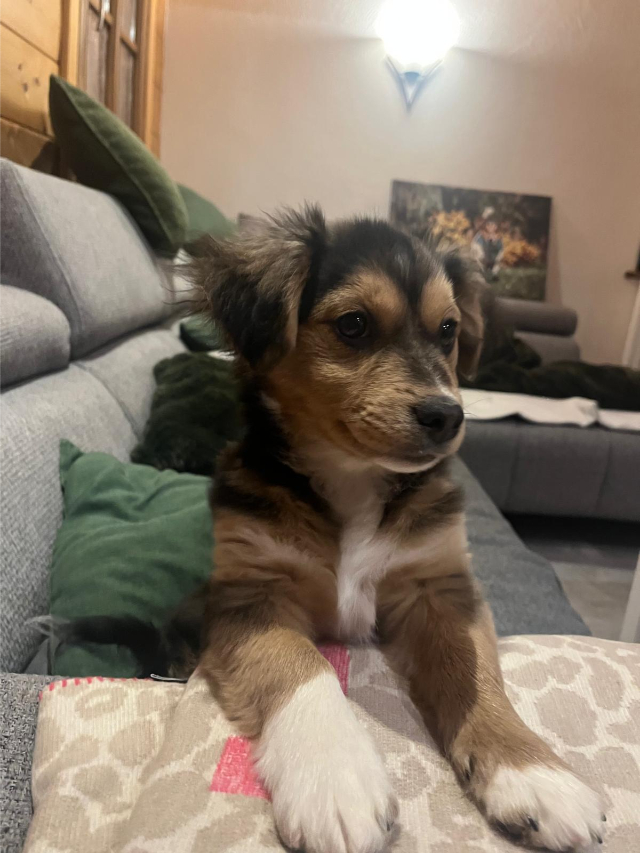 fellengel_little_rocky_9