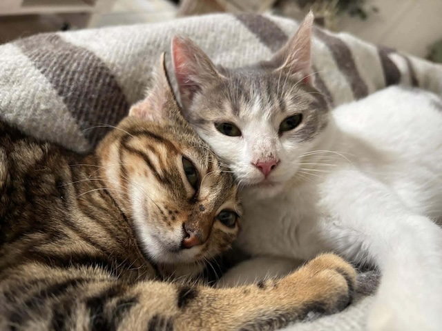 fellengel_maxima&vivian_1