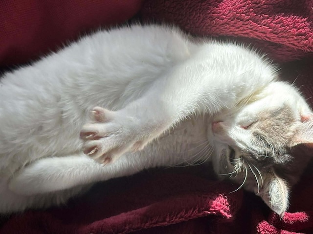 fellengel_maxima&vivian_3