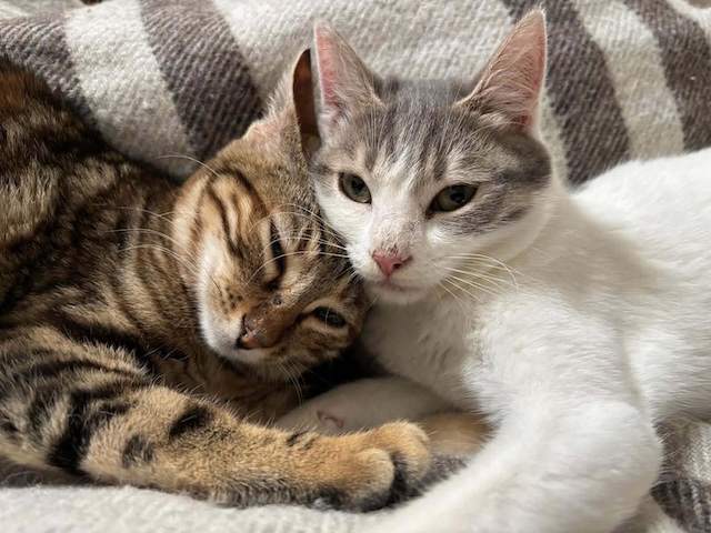 fellengel_maxima&vivian_4