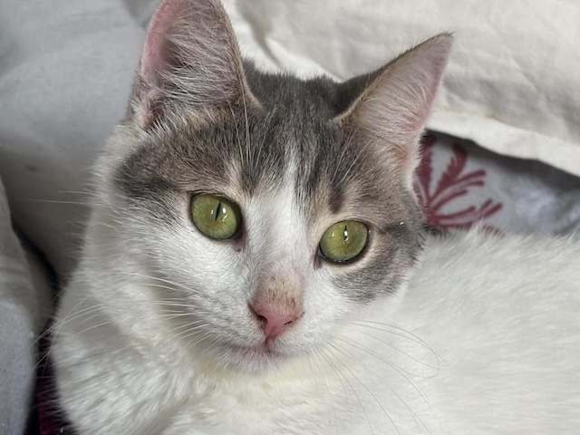 fellengel_maxima&vivian_5