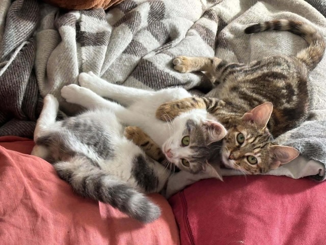 fellengel_maxima&vivian_6