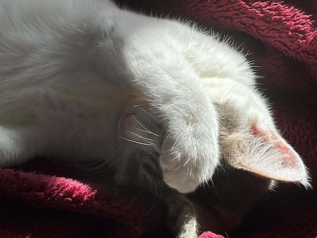 fellengel_maxima&vivian_7