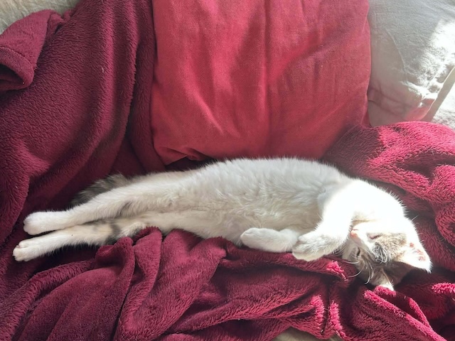 fellengel_maxima&vivian_8