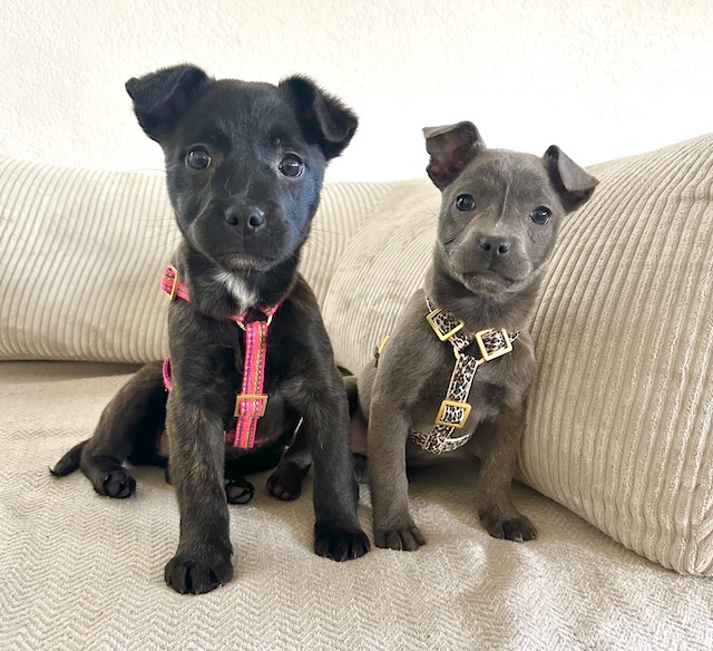 fellengel_misty_pixie4