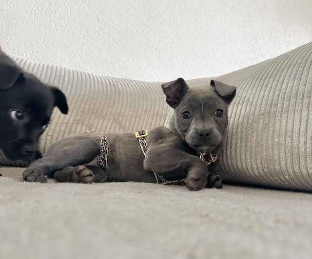 fellengel_misty_pixie5