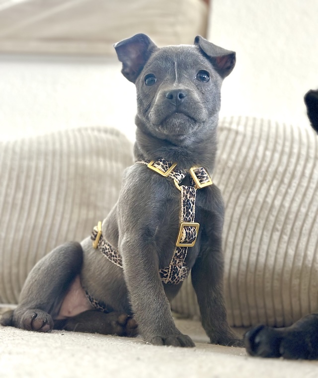 fellengel_misty_pixie8