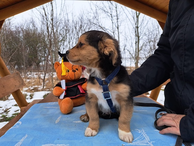 fellengel_vincenzo_1