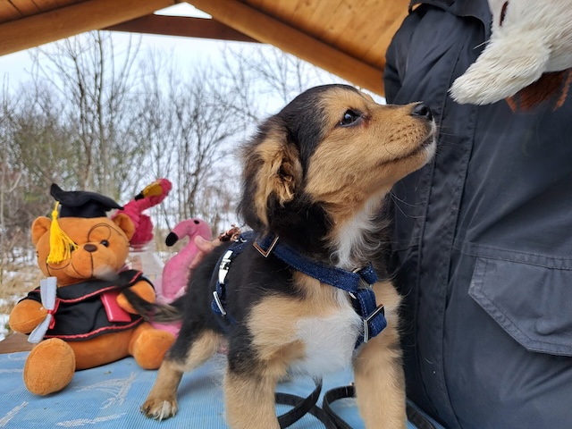 fellengel_vincenzo_10