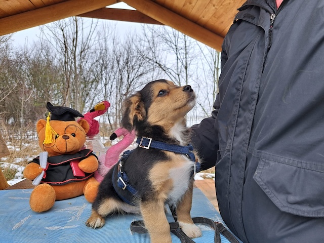 fellengel_vincenzo_11