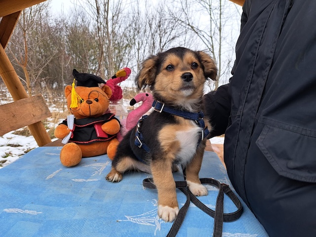 fellengel_vincenzo_5