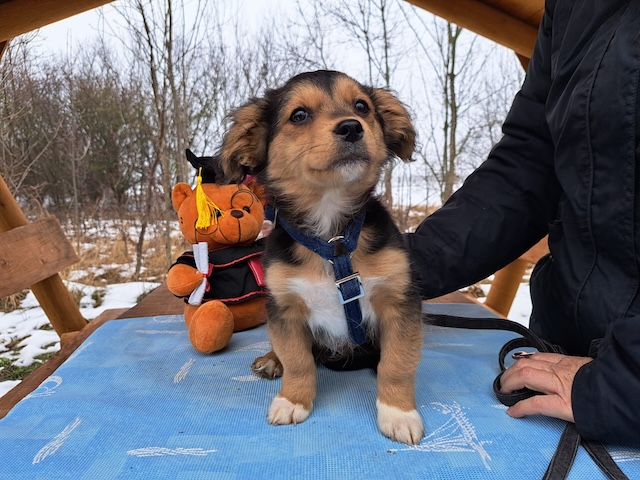 fellengel_vincenzo_6