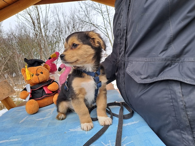 fellengel_vincenzo_9