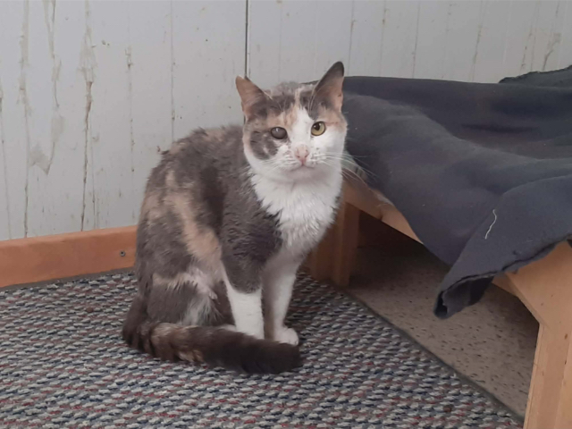 Fellengel_Esmeralda_1