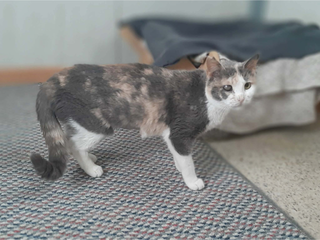 Fellengel_Esmeralda_2