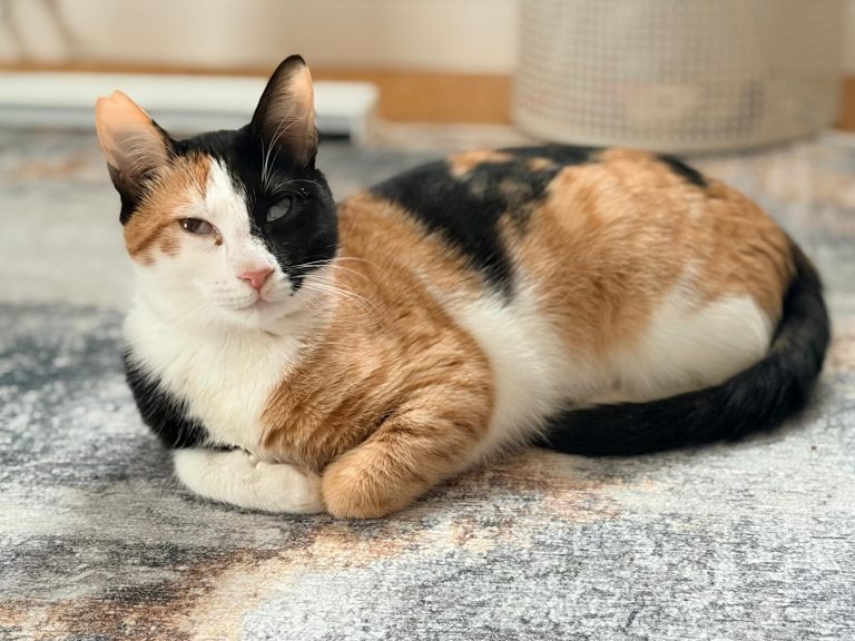 WhatsApp Image 2026-03-17 at 12.14.59 (1)