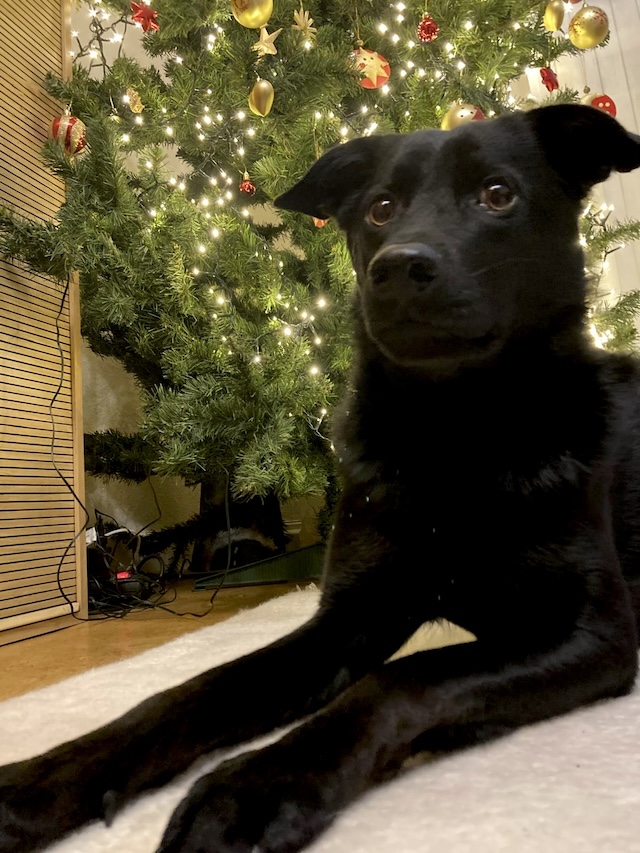 fellengel_annabell_11