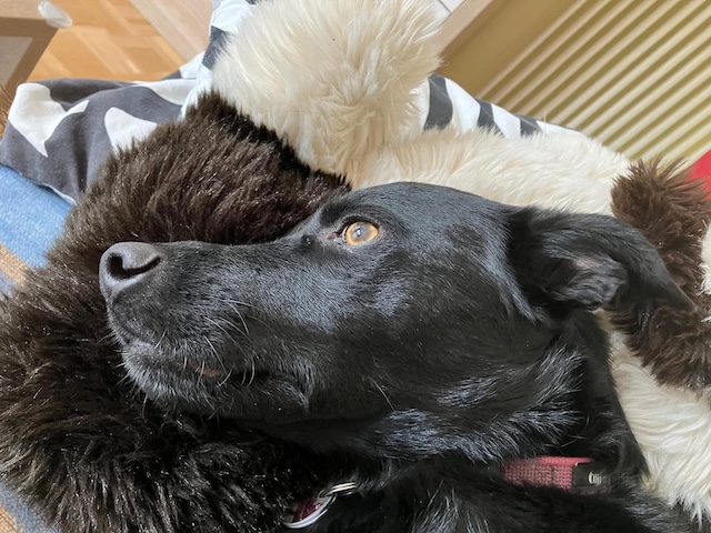 fellengel_annabell_13