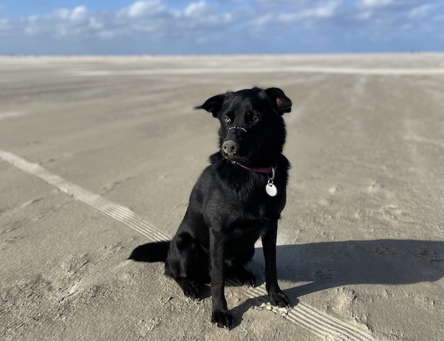 fellengel_annabell_2