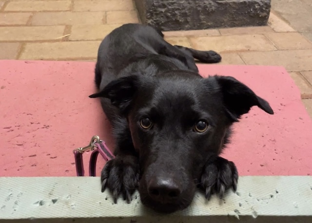 fellengel_annabell_3