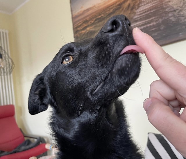 fellengel_annabell_4