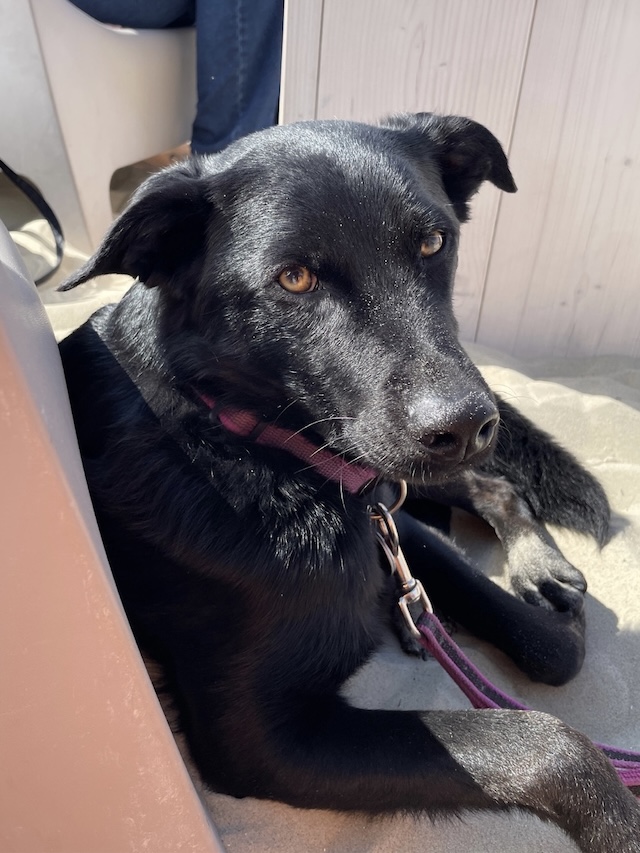 fellengel_annabell_5