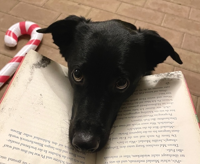 fellengel_annabell_6