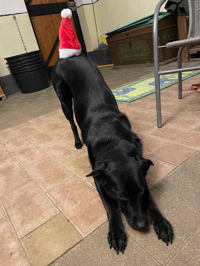 fellengel_annabell_7