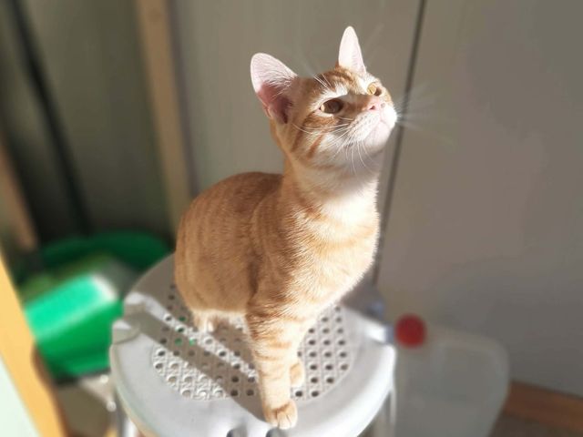 fellengel_asteria_02