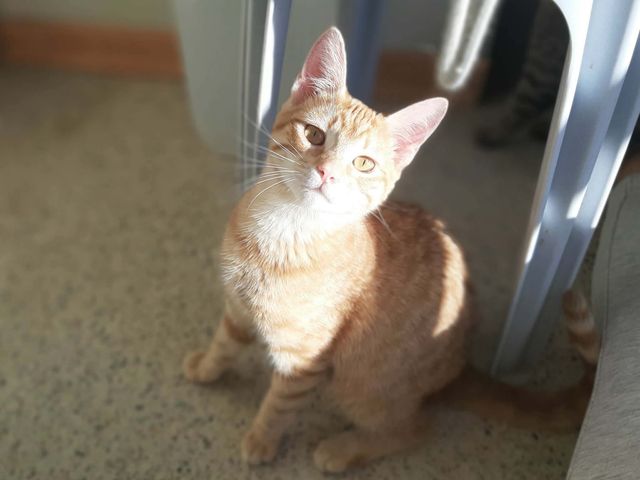 fellengel_asteria_03