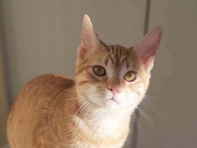 fellengel_asteria_04