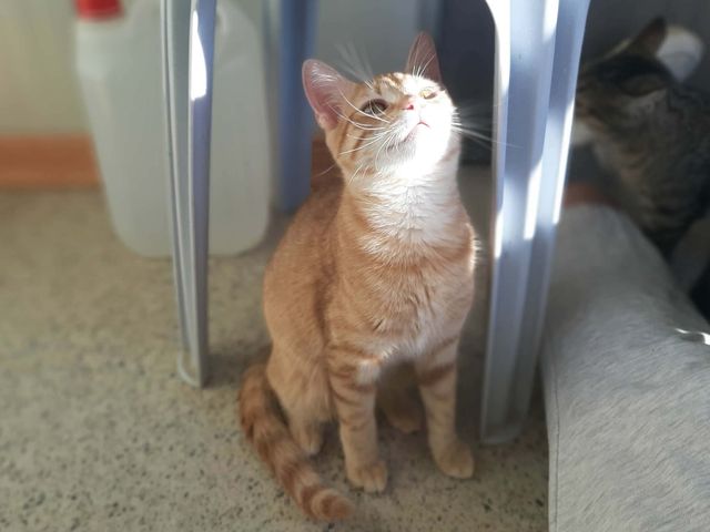 fellengel_asteria_05