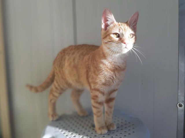 fellengel_asteria_06