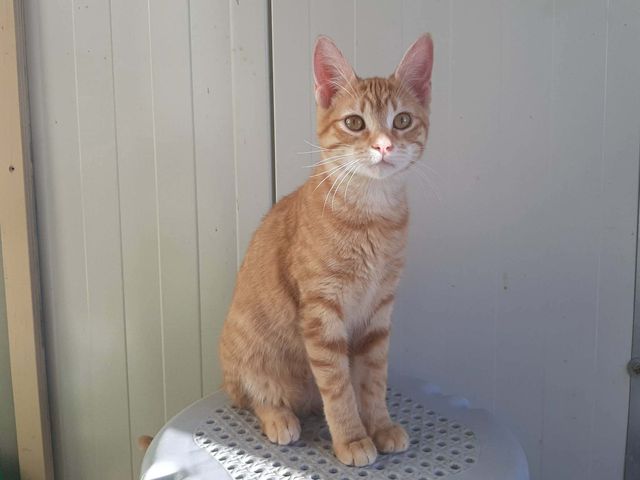 fellengel_asteria_07