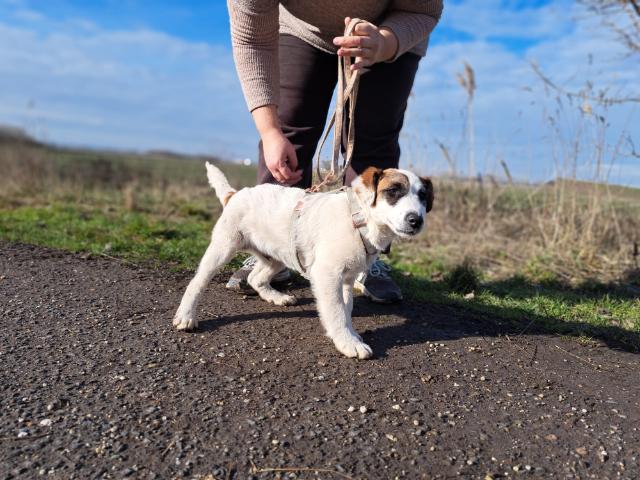 fellengel_beethoven_1