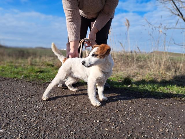 fellengel_beethoven_3