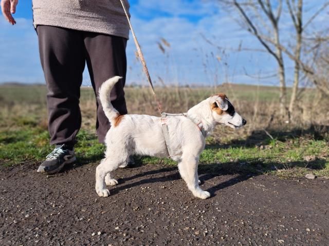 fellengel_beethoven_4