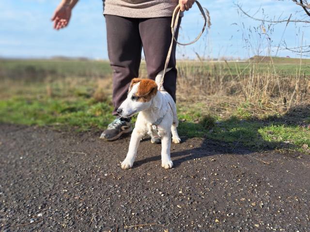 fellengel_beethoven_6