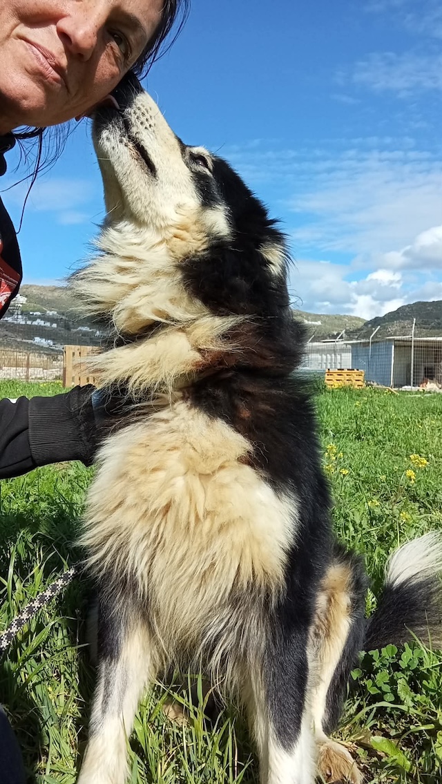 fellengel_begleris_1