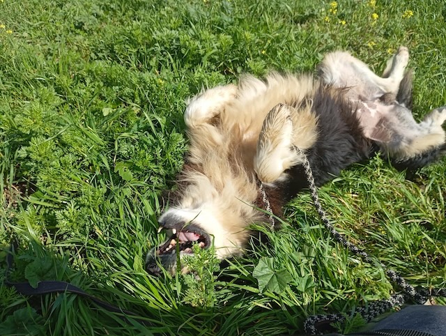 fellengel_begleris_2