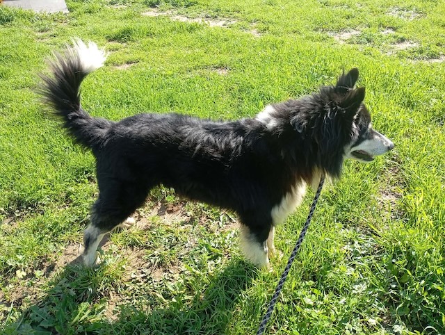 fellengel_begleris_5