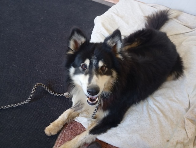 fellengel_begleris_7