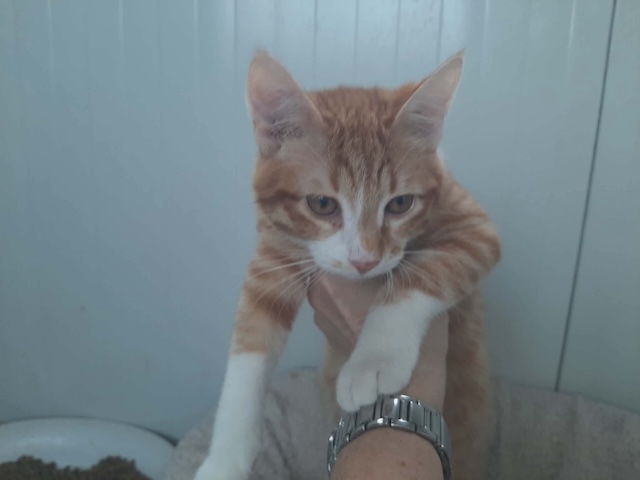 fellengel_cassian_10