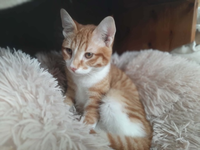 fellengel_cassian_11