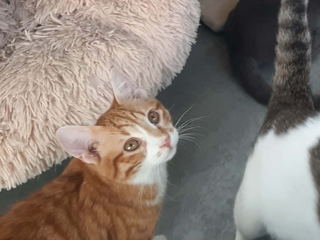 fellengel_cassian_12