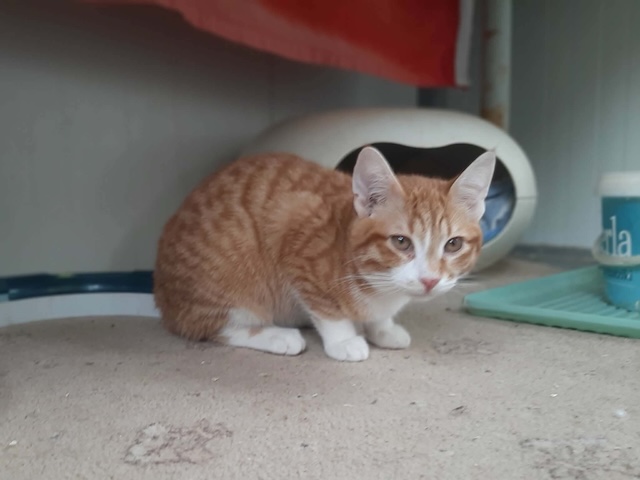 fellengel_cassian_13