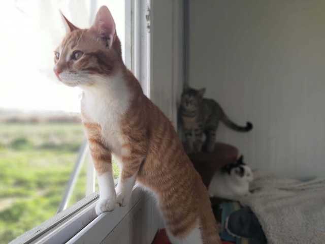 fellengel_cassian_15