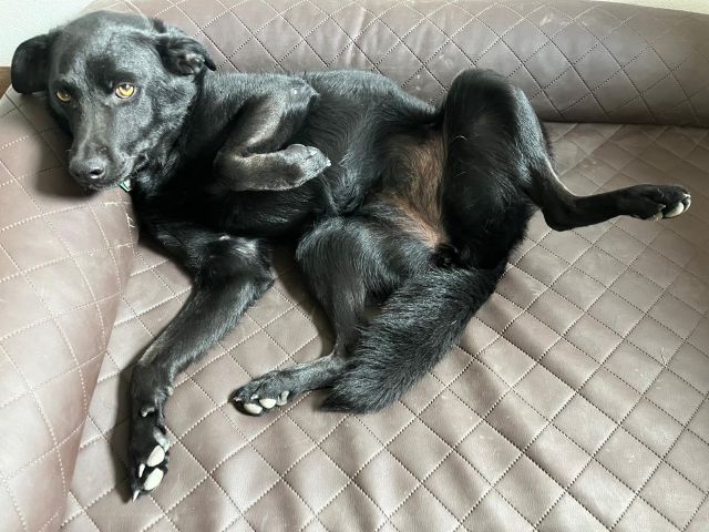 fellengel_ellie